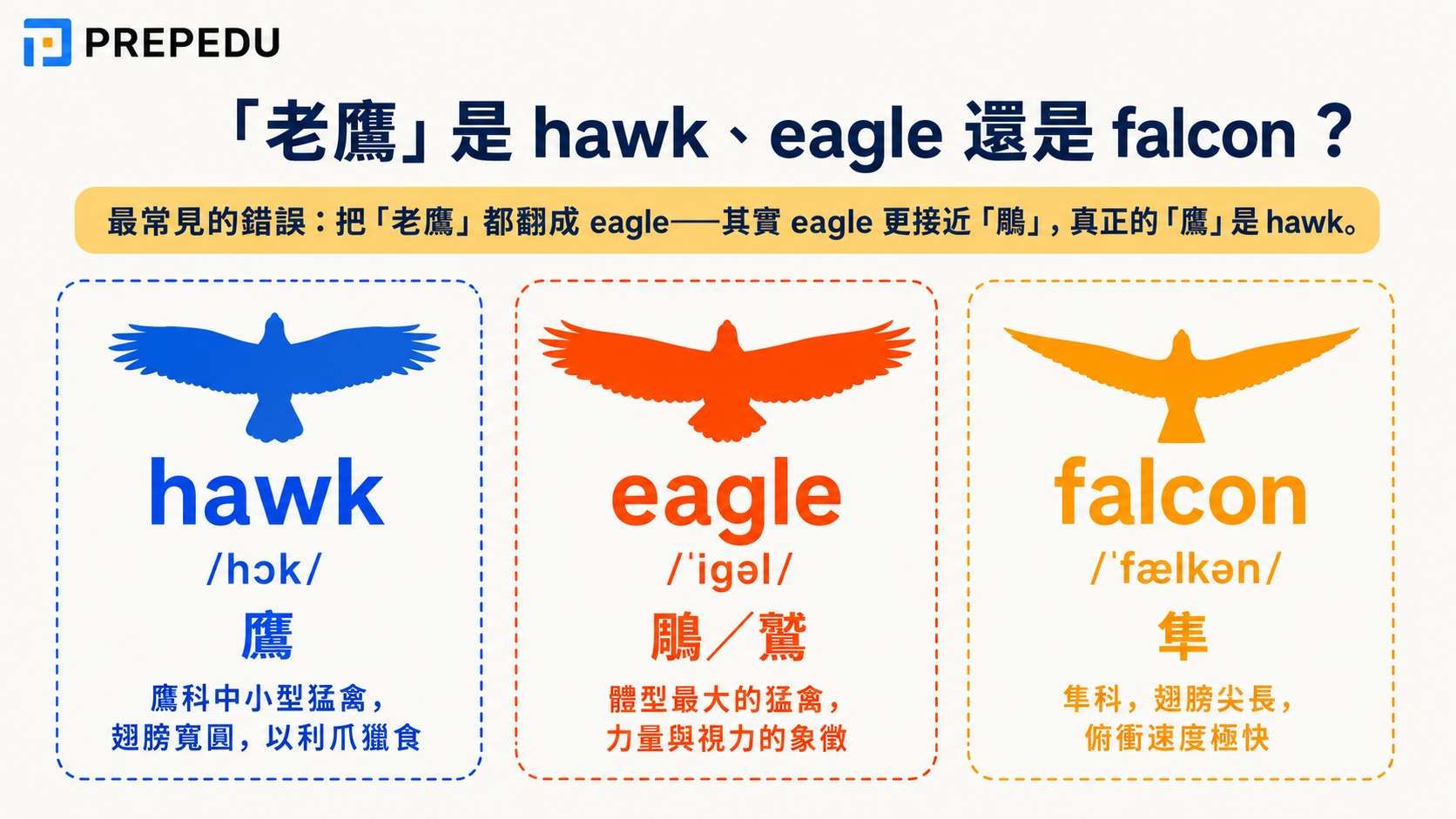 hawk-vs-eagle-vs-falcon-meaning.jpg