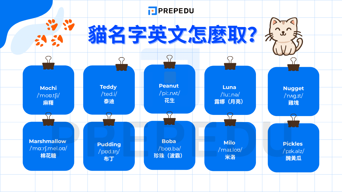 貓名字英文怎麼取？可愛、文青、搞笑風一次給你