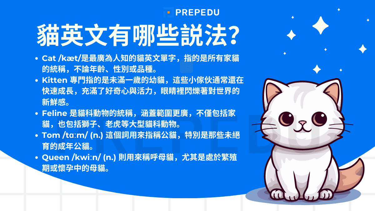 貓英文怎麼說？貓咪的基礎稱呼