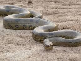 English animal names starting with the letter a - Anaconda