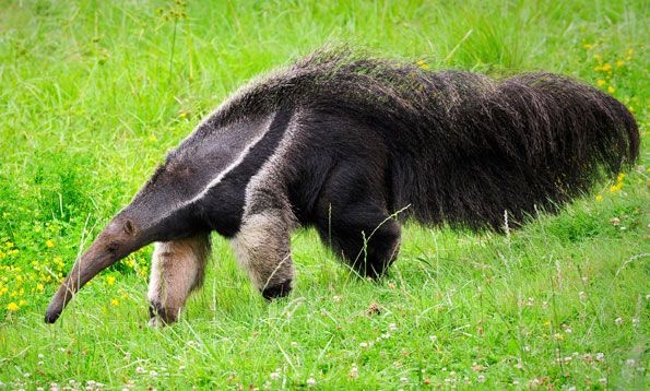 English animal names starting with the letter a - Anteater
