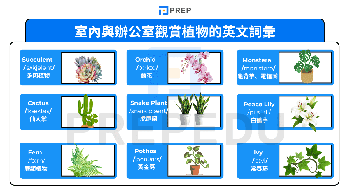 室內與辦公室觀賞植物的英文單字