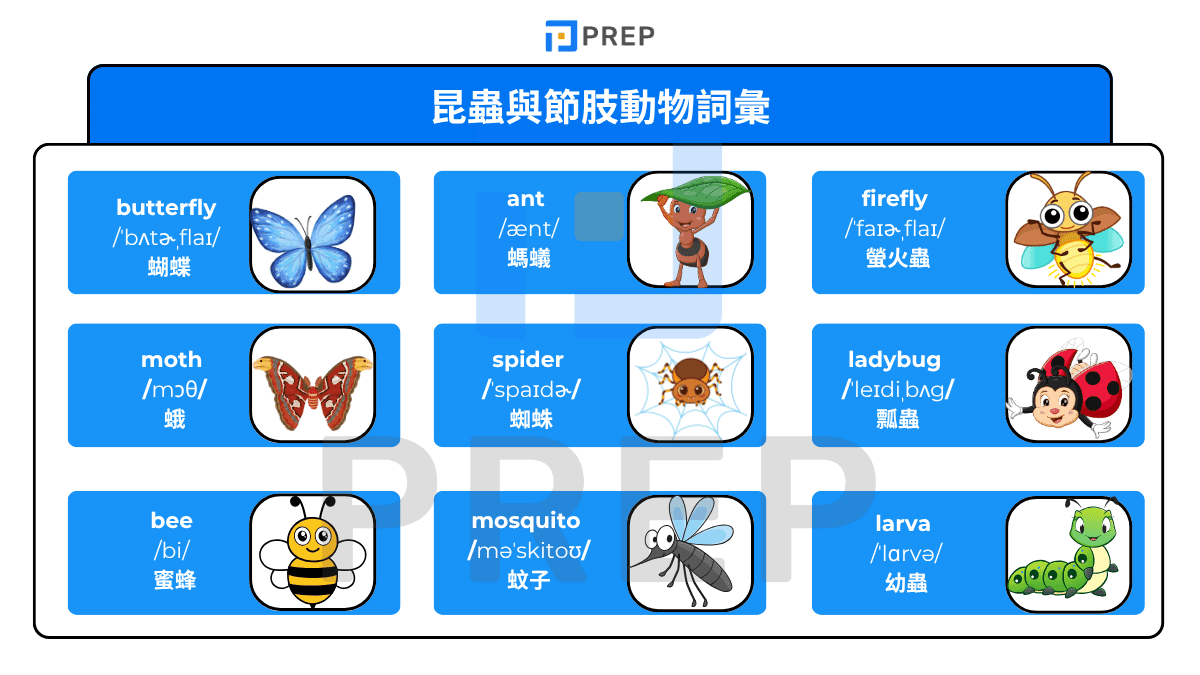 昆蟲與節肢動物詞彙