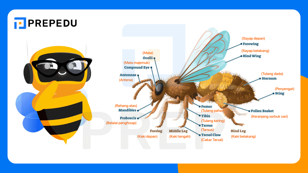 Kosakata Bagian Tubuh dalam Bahasa Inggris