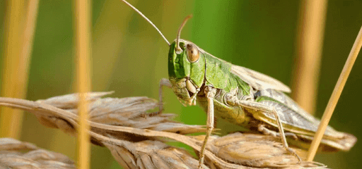 insect-english-1.png