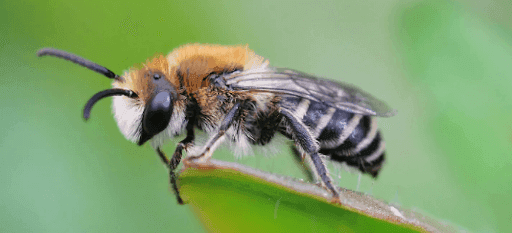 insect-english-4.png