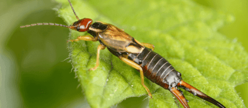 insect-english-5.png