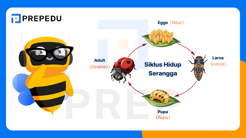 Tahapan Perkembangan dalam Bahasa Inggris
