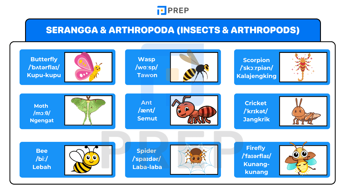 Serangga & Arthropoda (Insects & Arthropods)