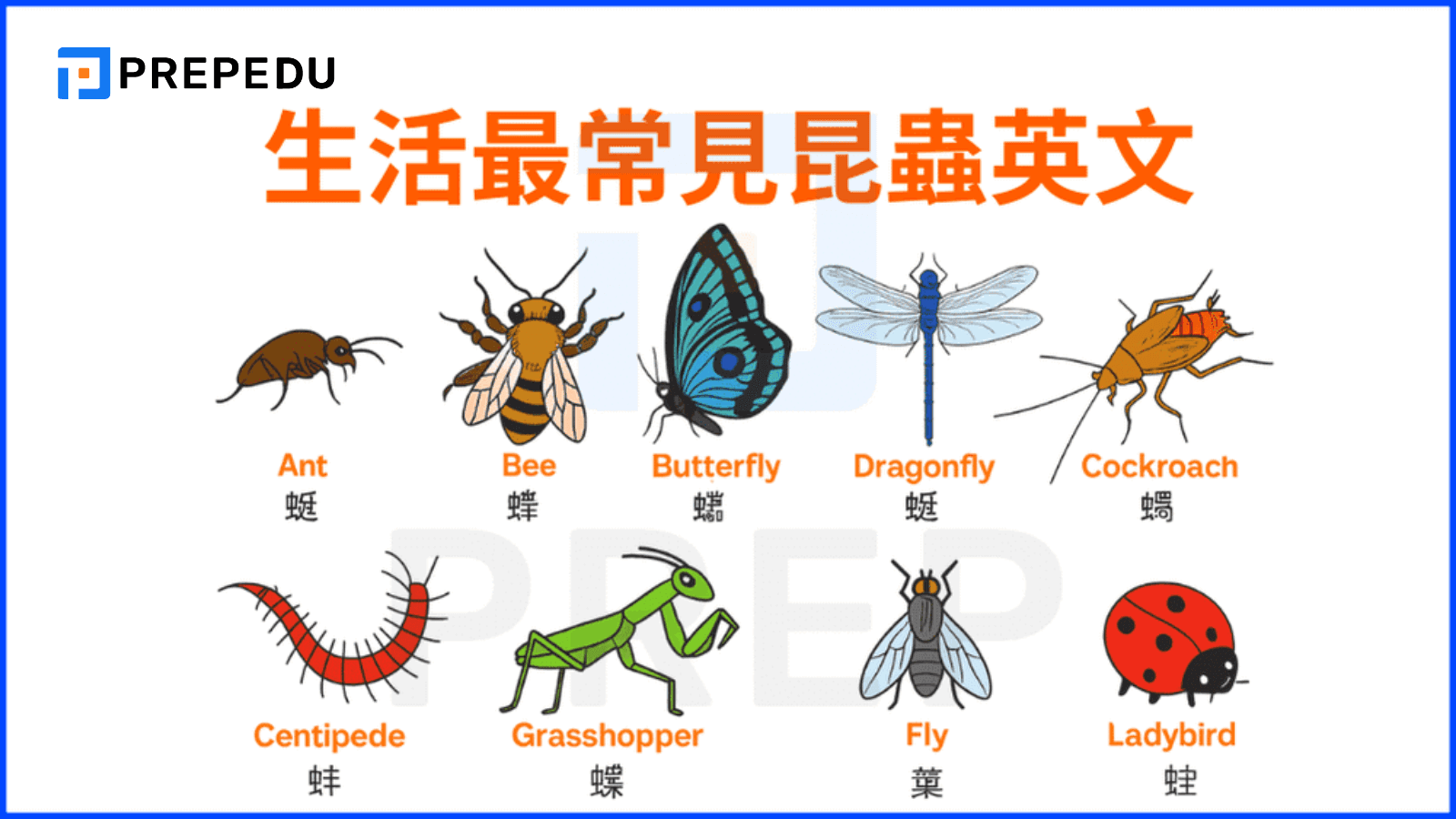 生活最常見昆蟲英文
