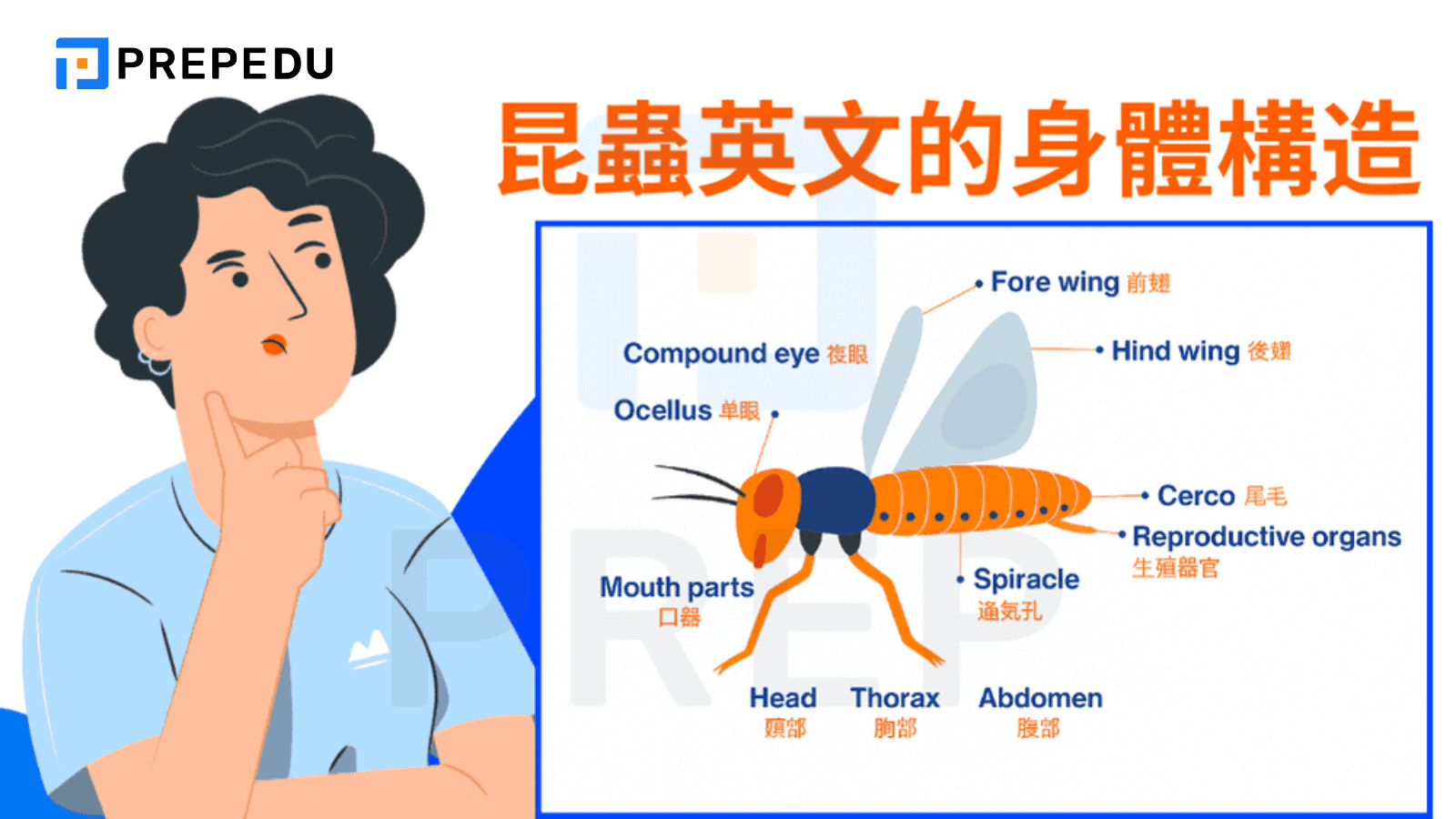 昆蟲英文的身體構造