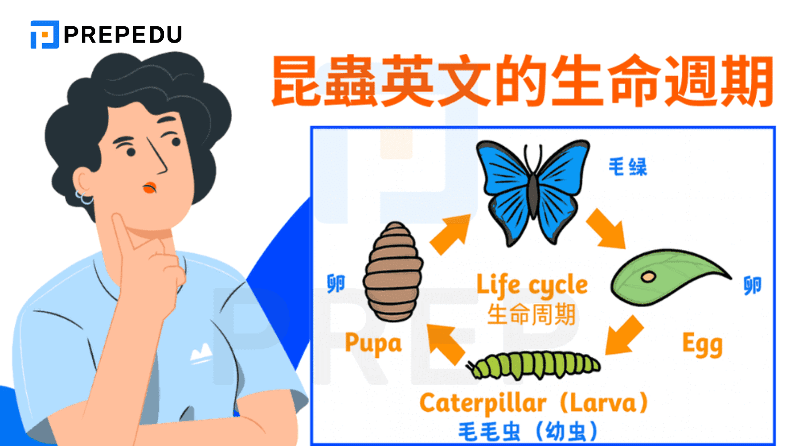 昆蟲英文的生命週期