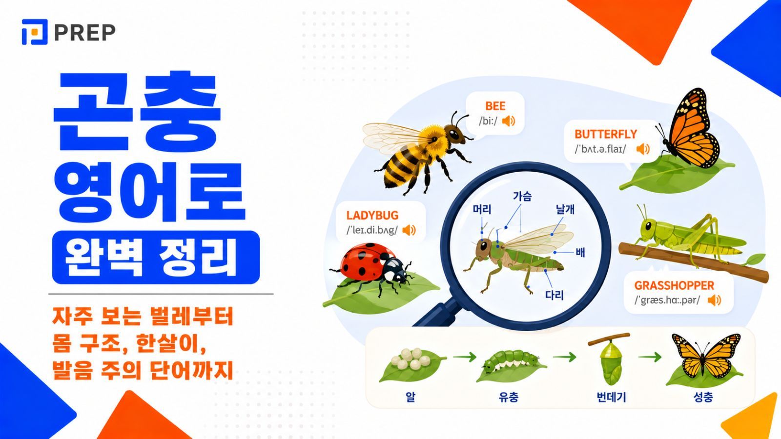 insects-in-english.jpg