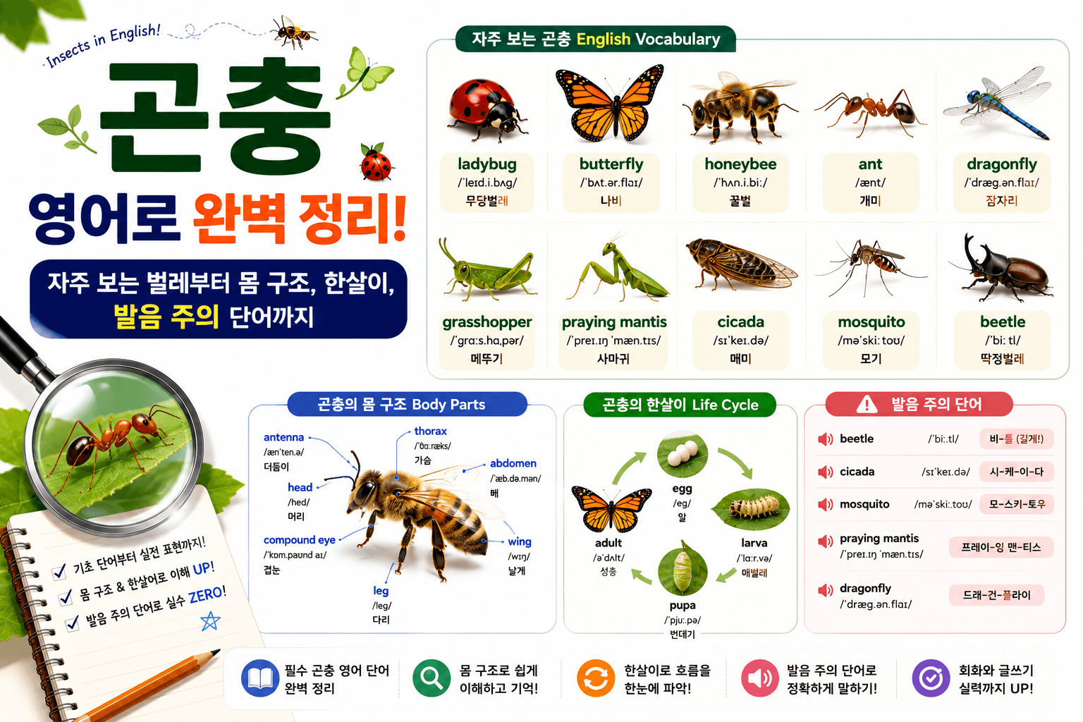 insects-in-english.png
