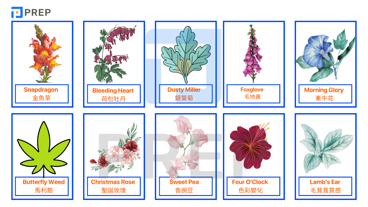 別有趣味的花卉名稱