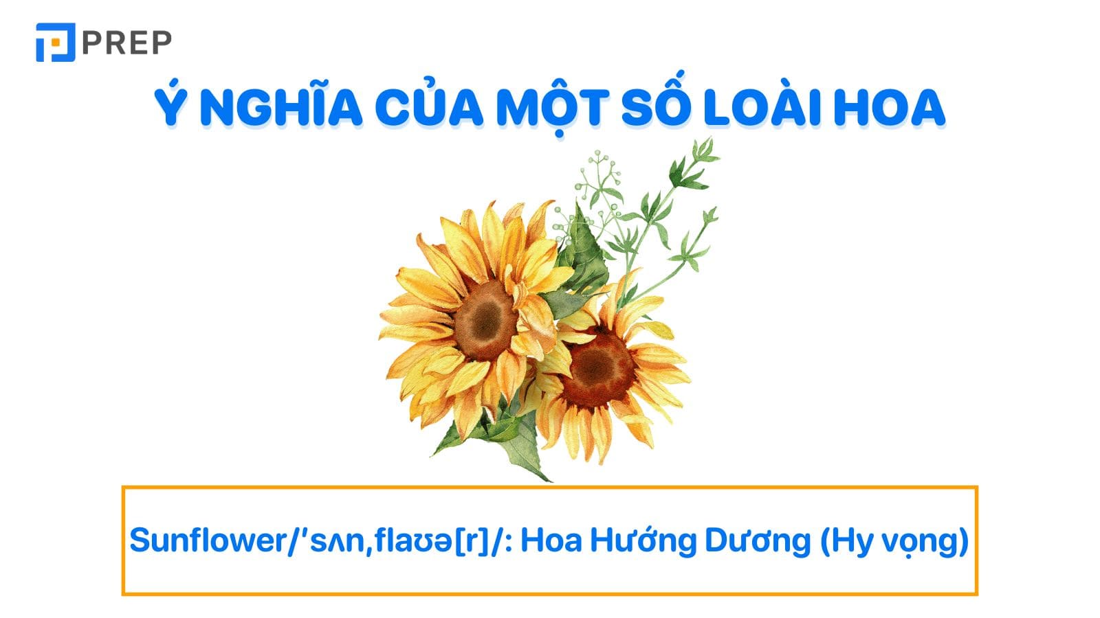 Khám phá ý nghĩa của một số loài hoa trong tiếng Anh