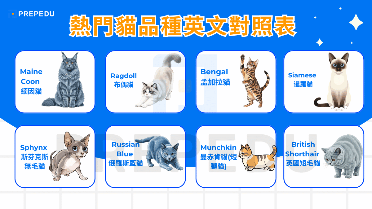 熱門貓品種英文對照表