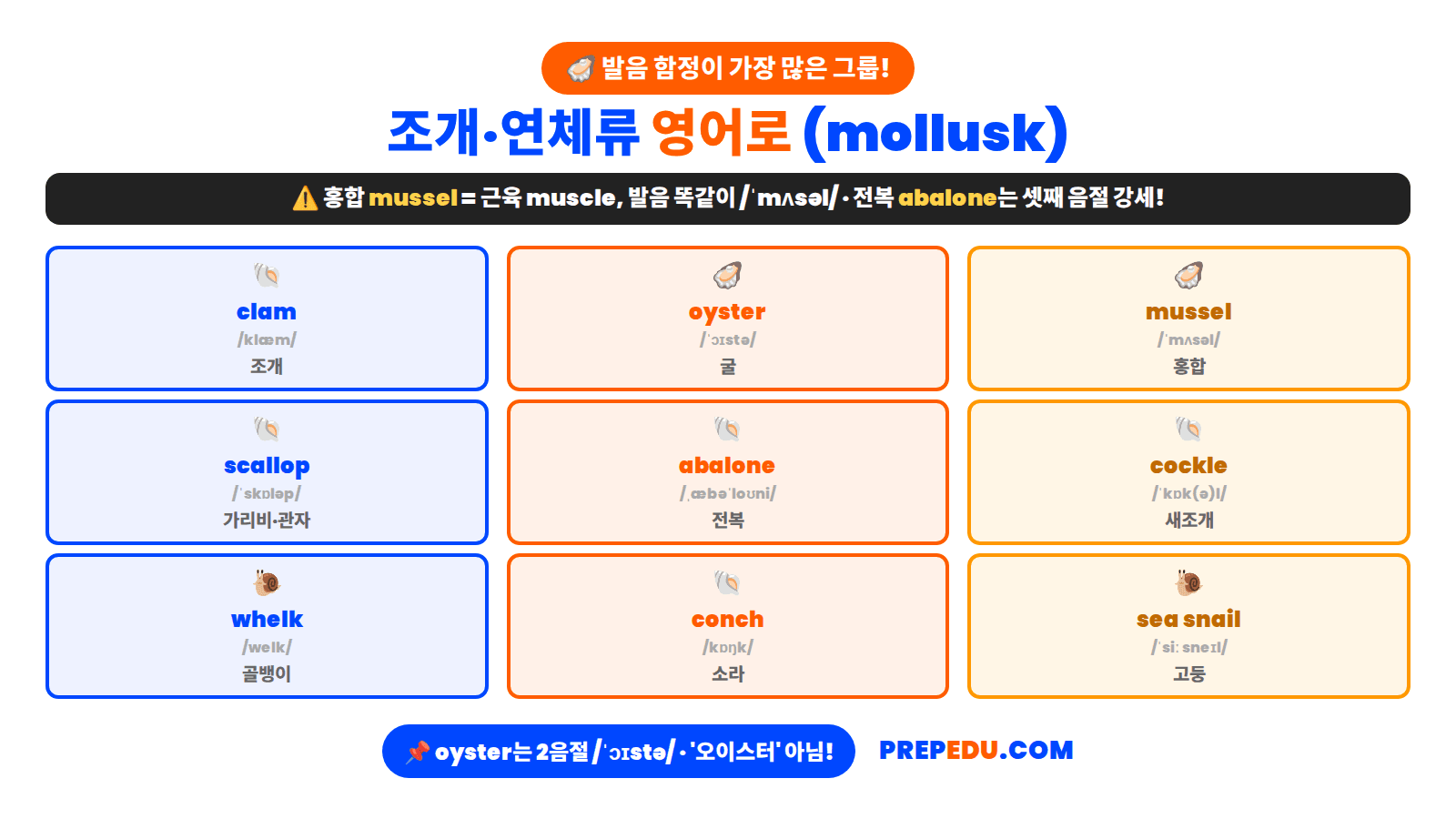 mollusks.png