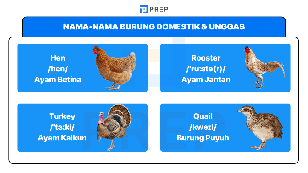 Nama-Nama Burung Domestik dan Unggas
