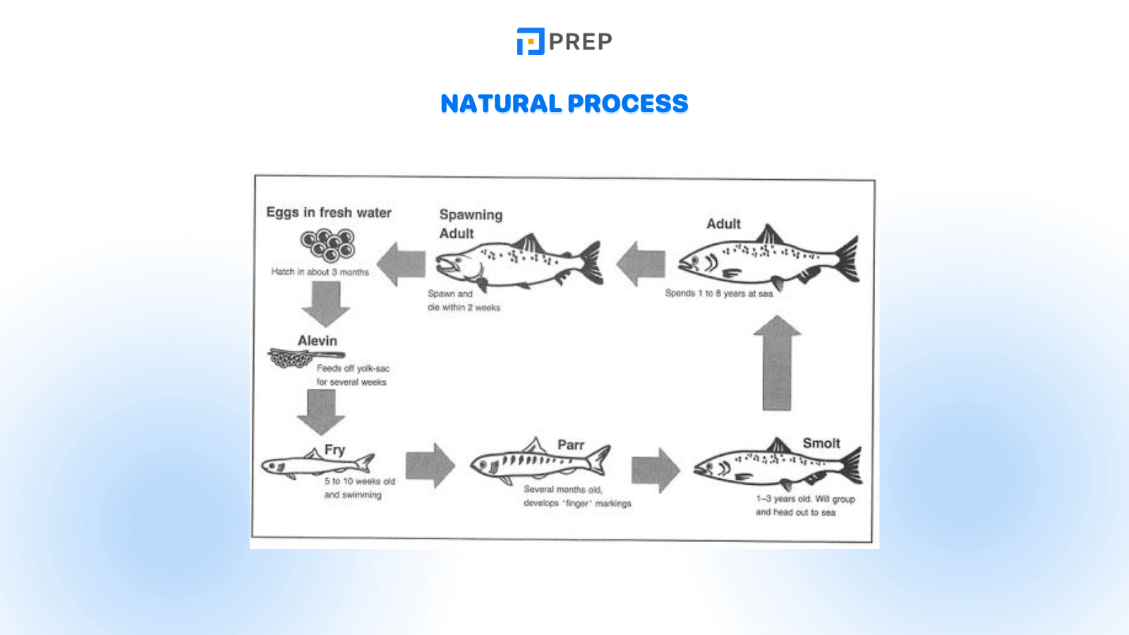 Natural Process in IELTS Writing Task 1