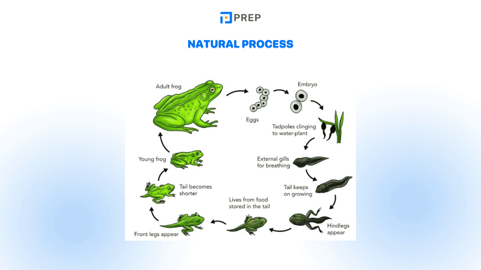 natural-process-2.png