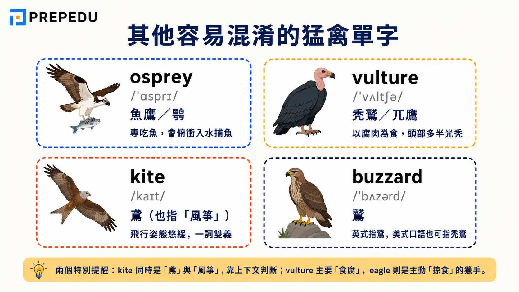 osprey-vulture-kite-buzzard-vocabulary.jpg