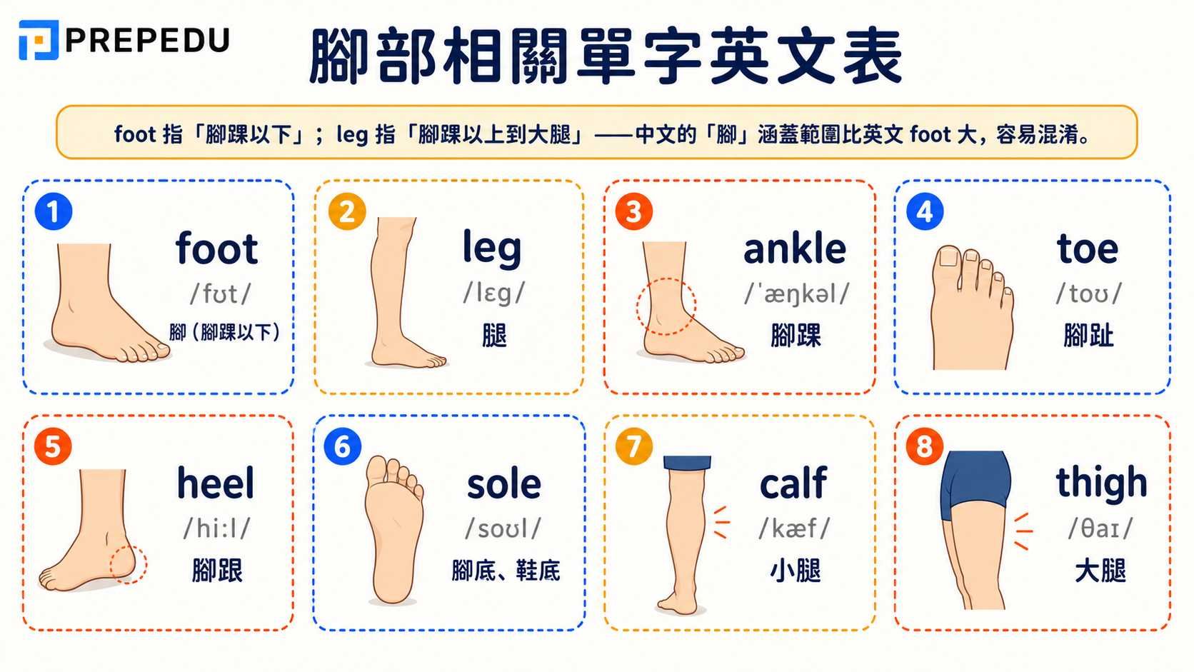 parts-of-the-foot-and-leg-vocabulary.jpg