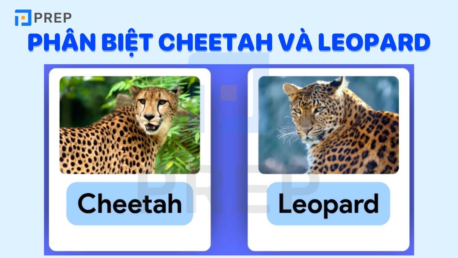 Phân biệt Cheetah và Leopard trong tiếng Anh