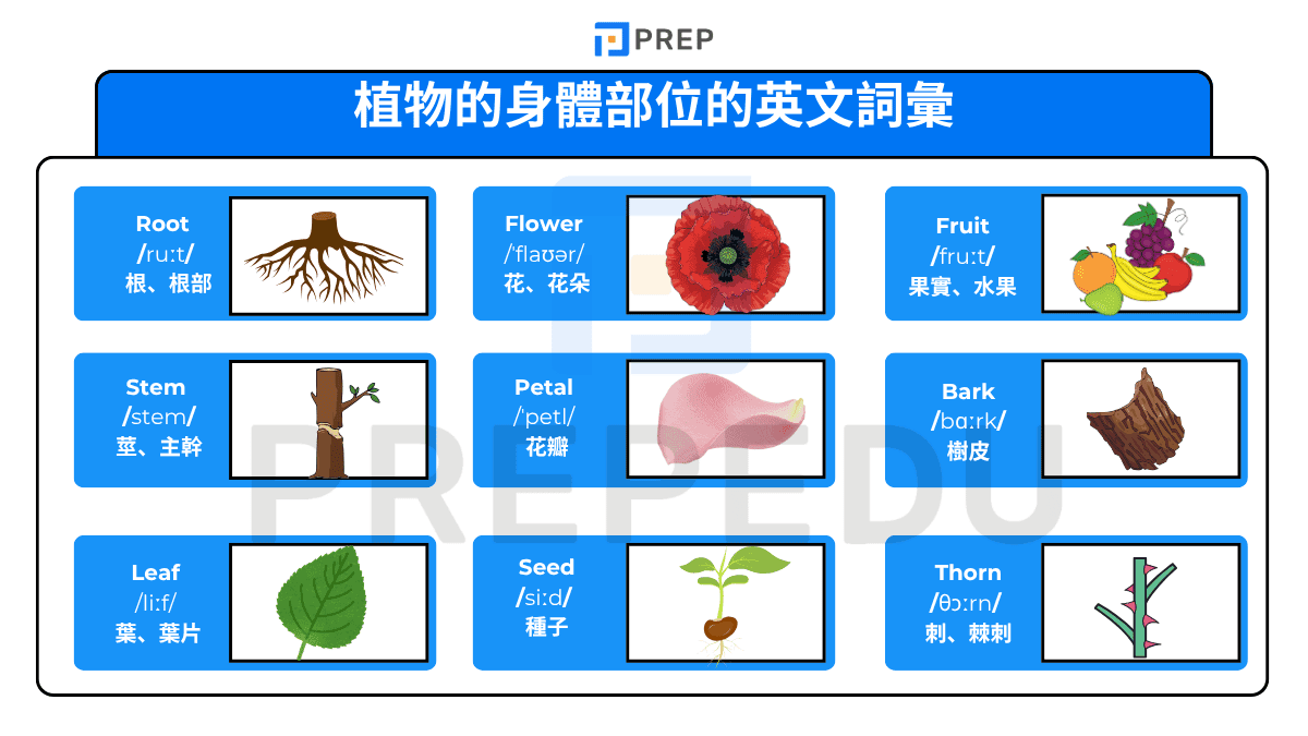 植物的身體部位的英文詞彙