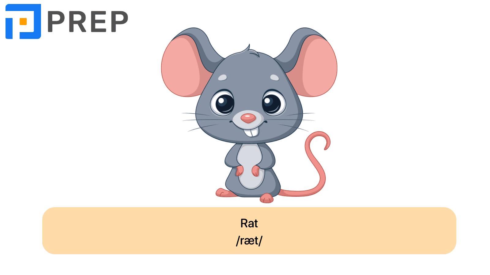 Rat
