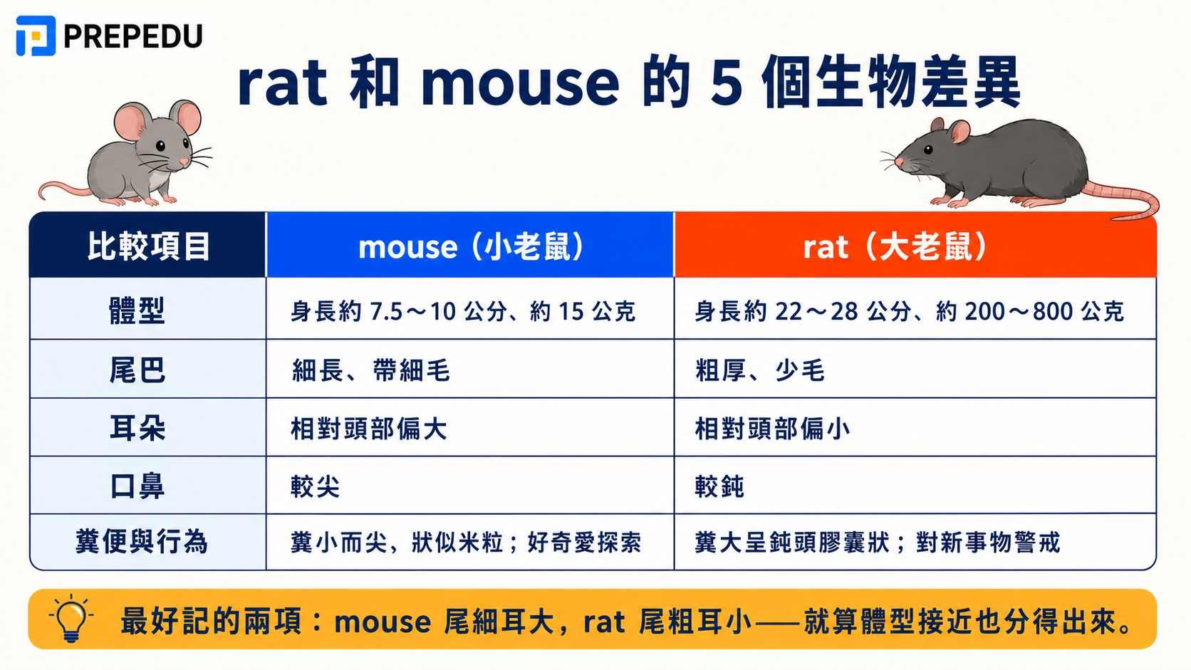 rat-vs-mouse-5-biological-differences.jpg