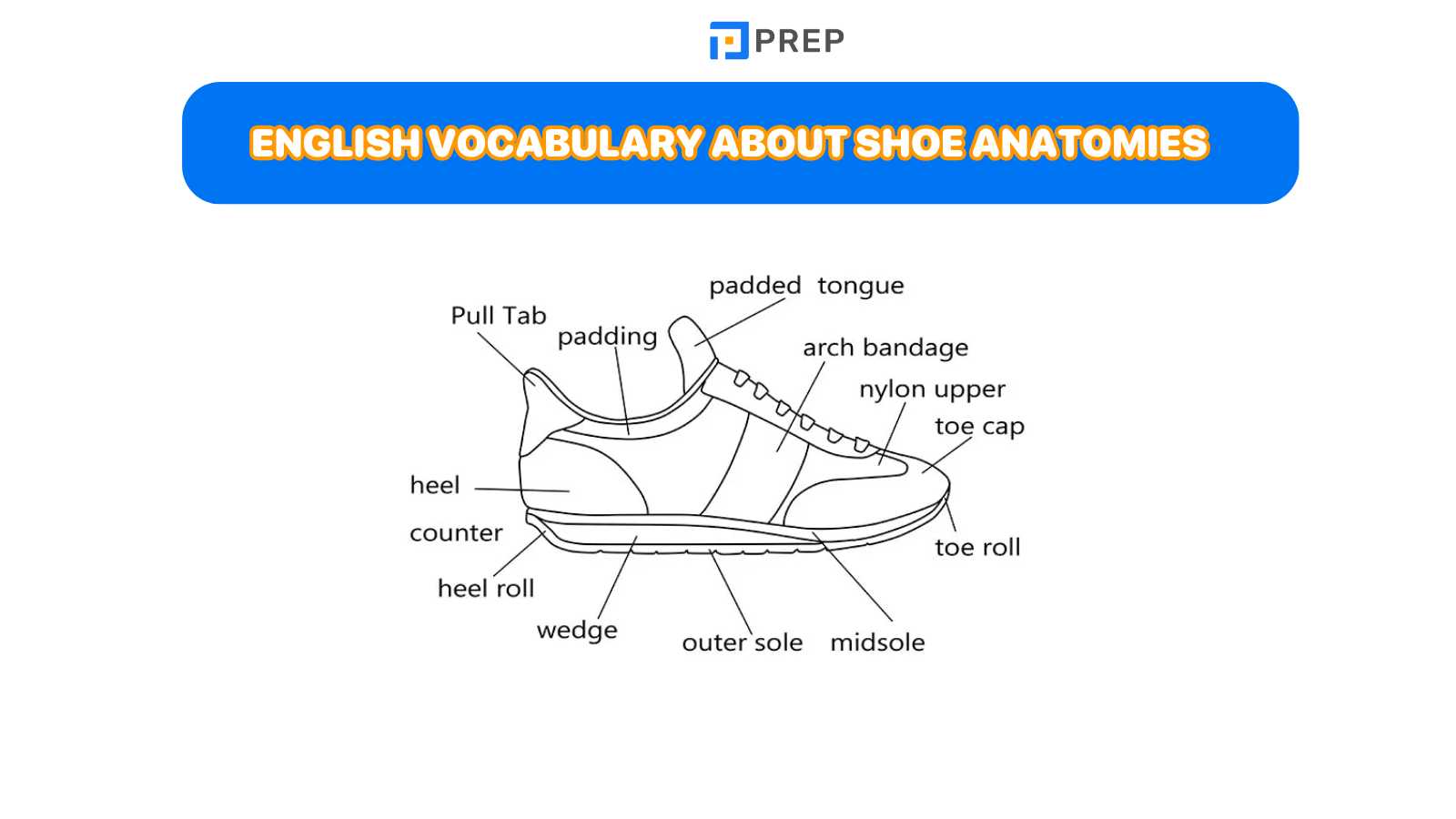 hoes vocabulary about anatomies in English