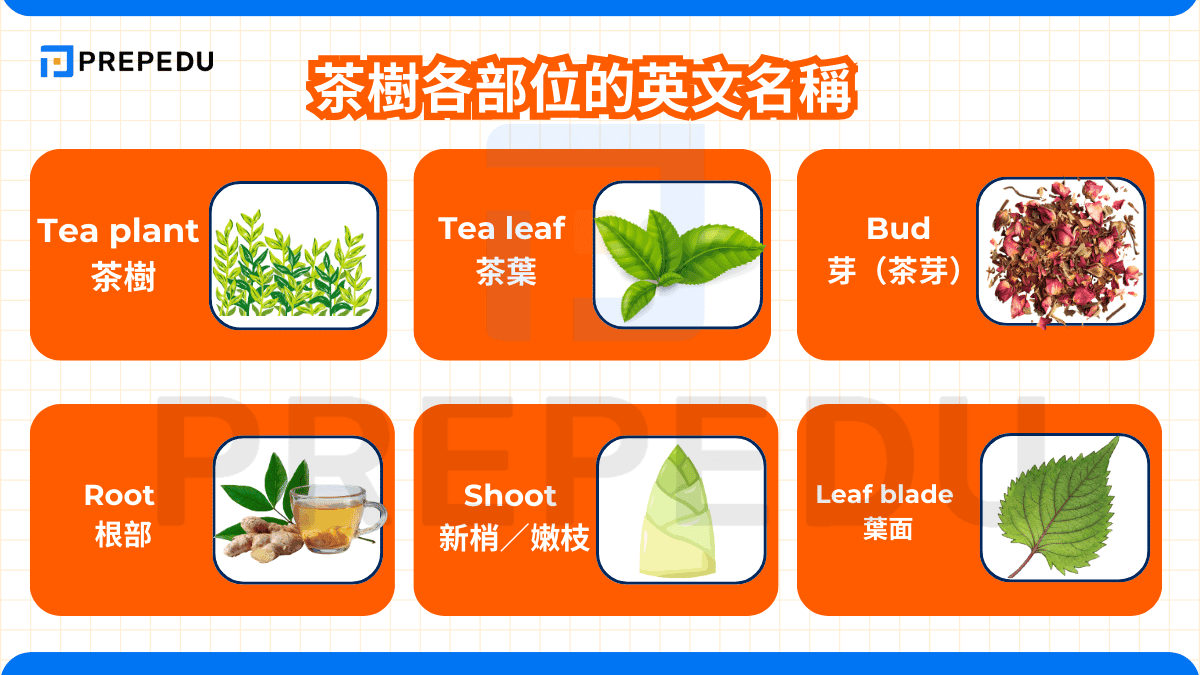 茶樹各部位的英文名稱