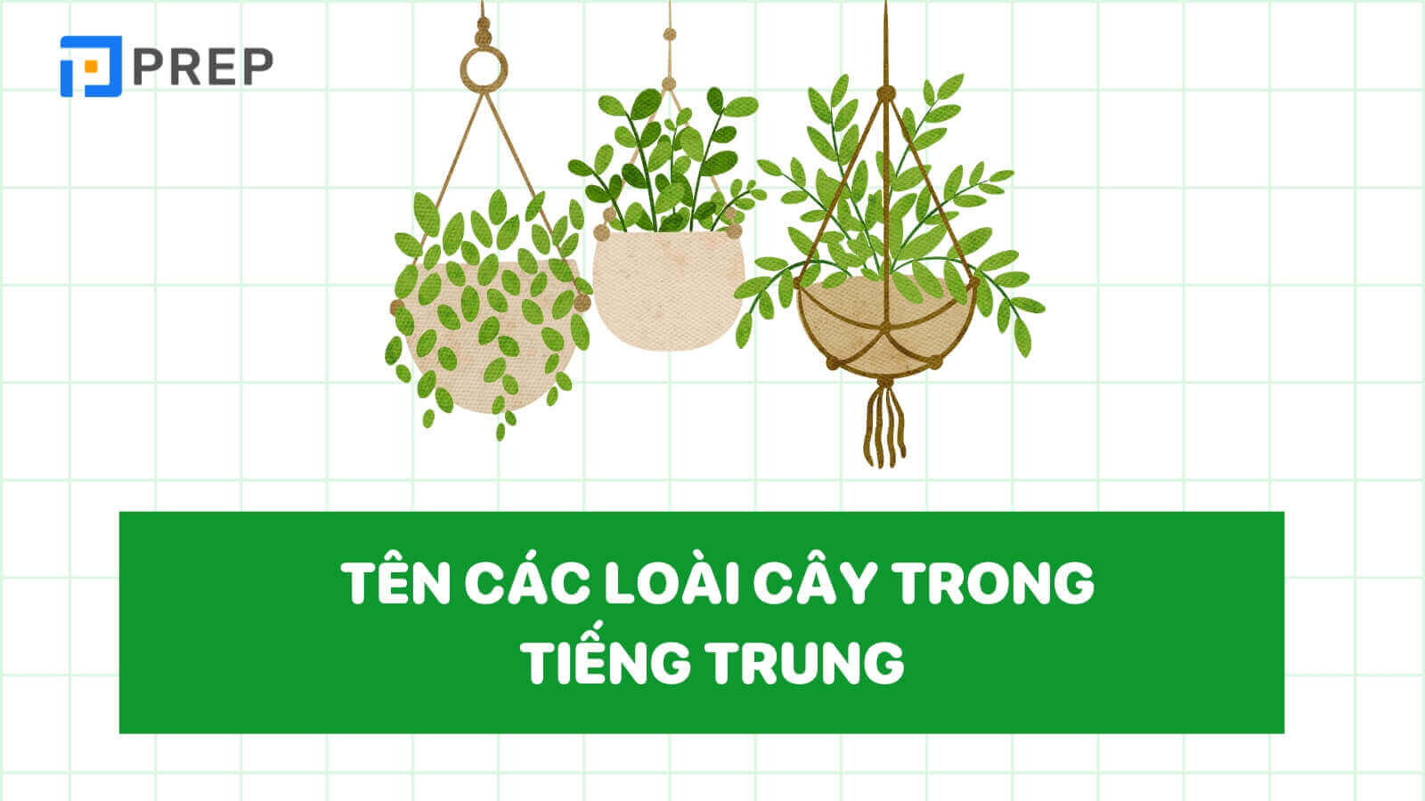 Tên các loài cây trong tiếng Trung