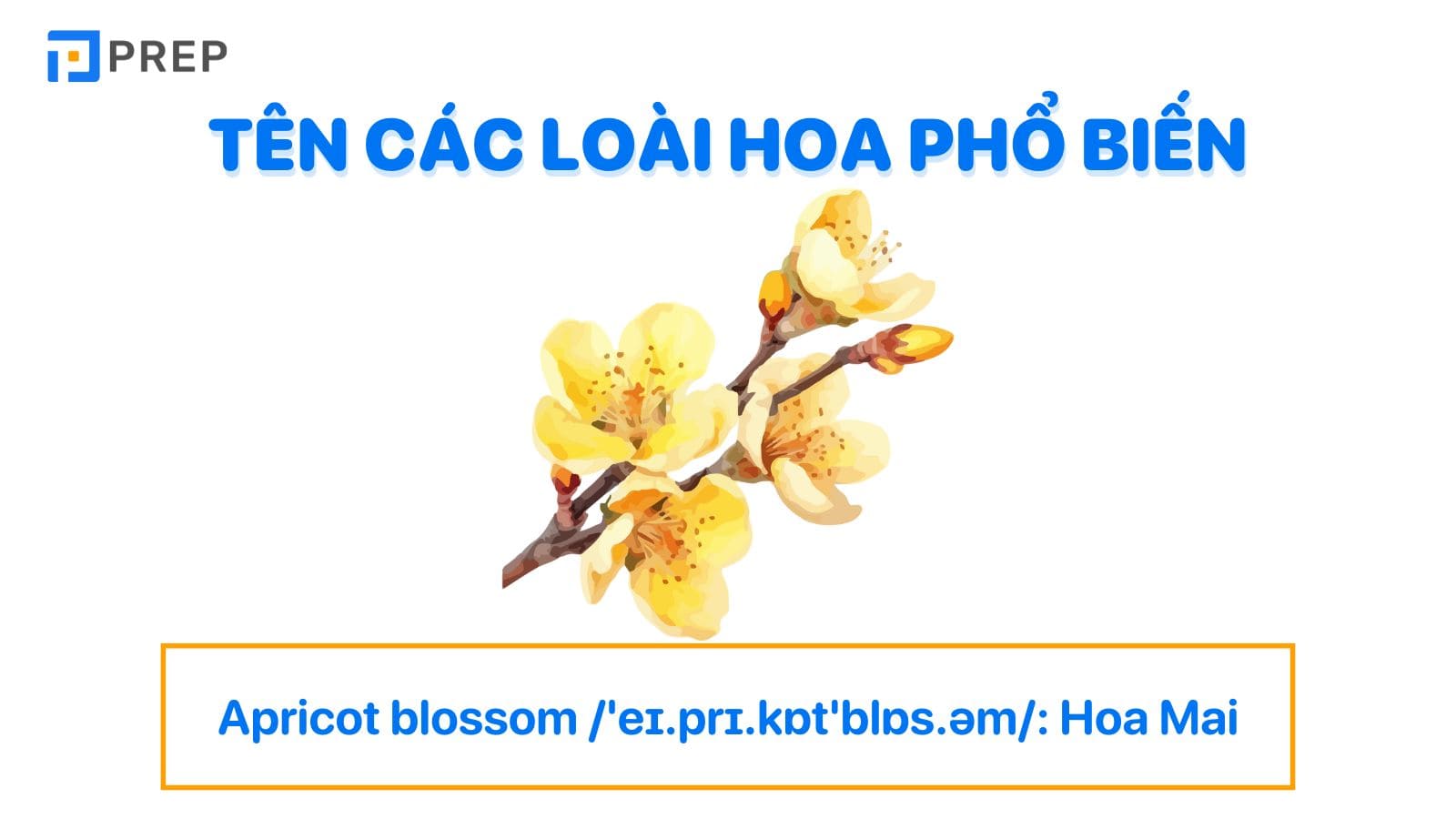 Tên các loài hoa tiếng Anh thông dụng nhất