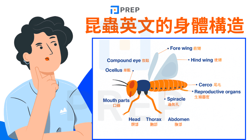 昆蟲英文的身體構造