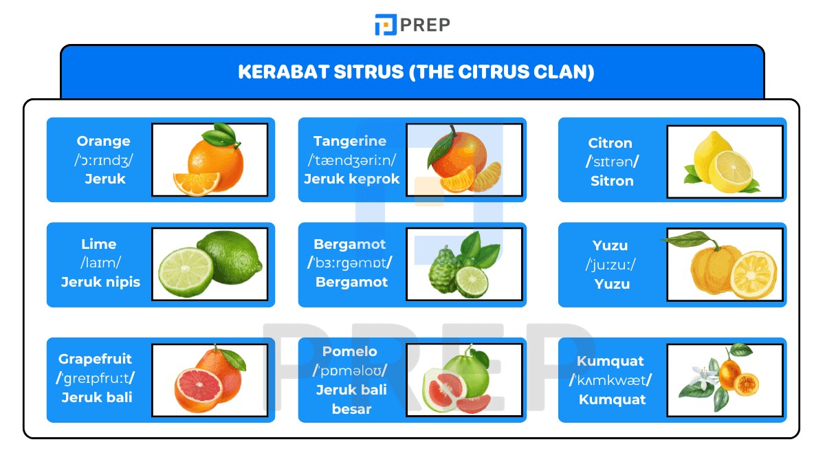 Kerabat Sitrus (The Citrus Clan)
