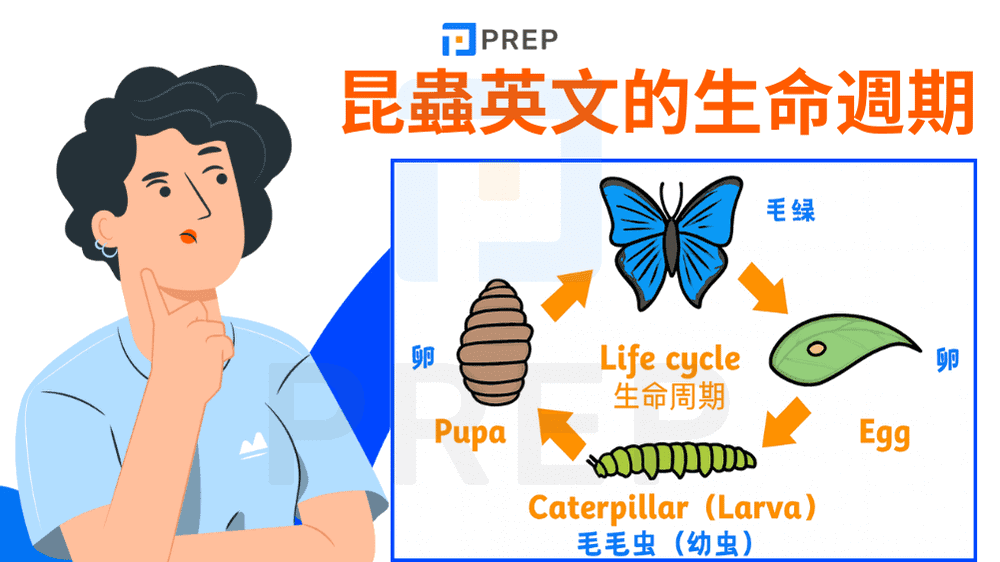 昆蟲英文的生命週期