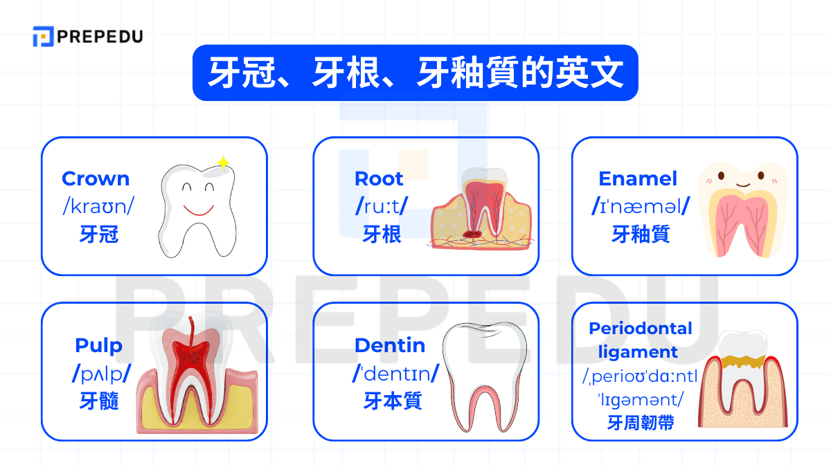 牙冠、牙根、牙釉質的英文