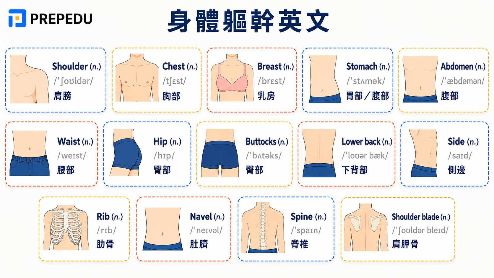 torso-body-parts-in-english.jpg