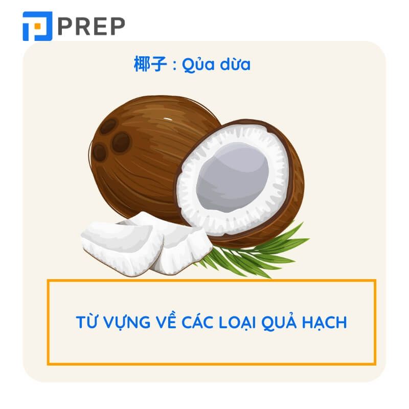Từ vựng về trái cây tiếng Trung - các loại quả hạch