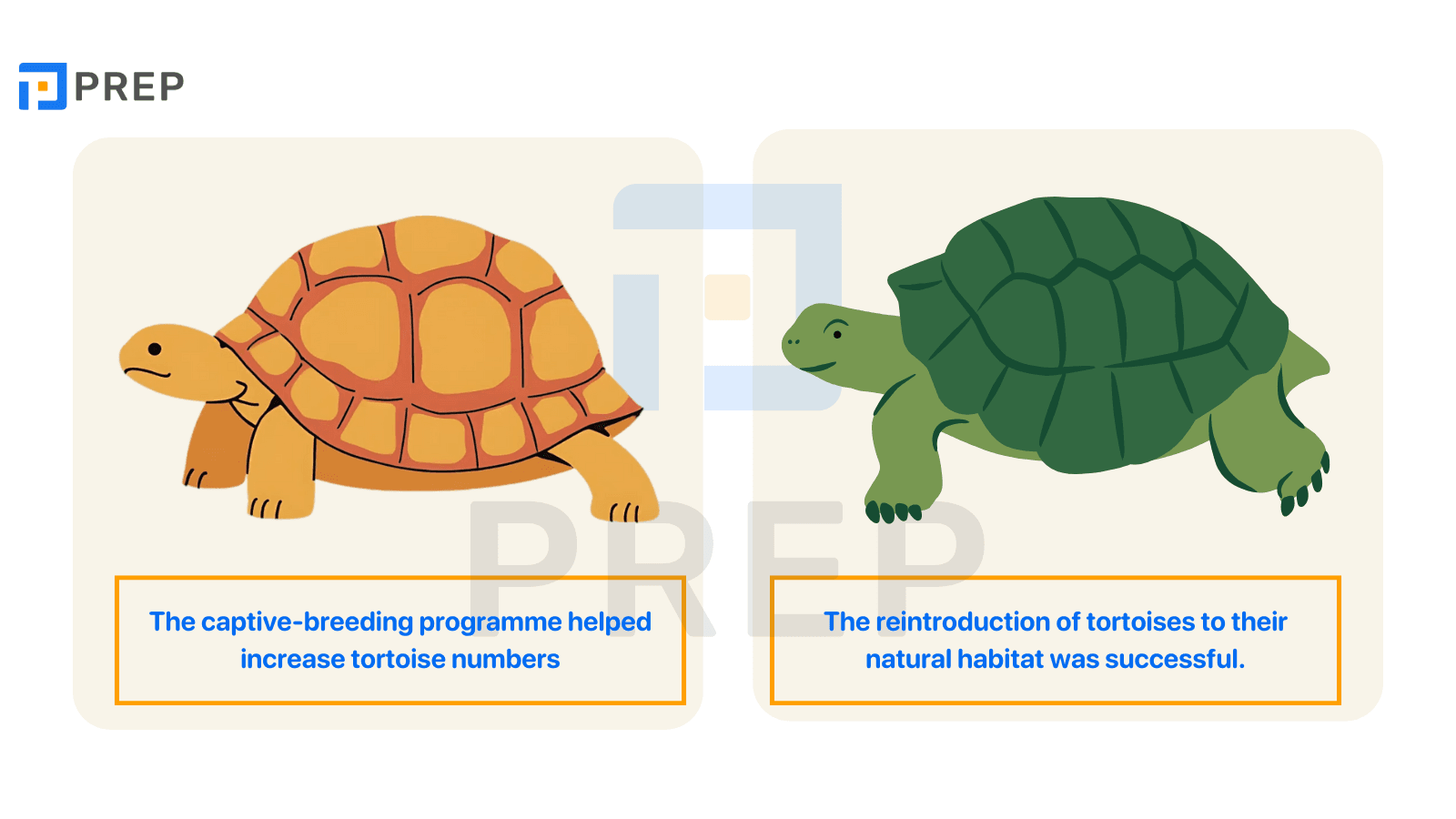 tu-vung-cam-12-test-1-reading-passage-1-flying-tortoises.png