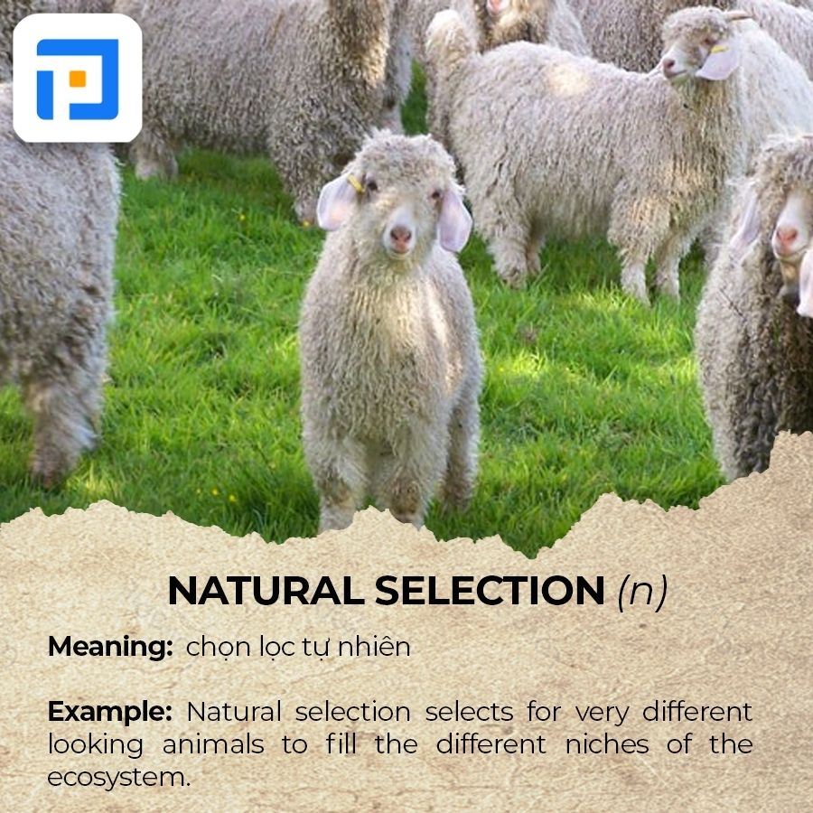 Từ vựng tiếng Anh chủ đề Animals