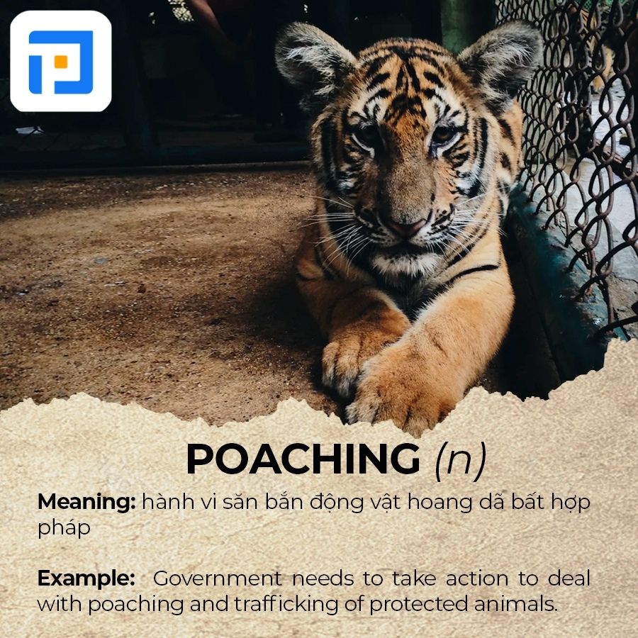 Từ vựng tiếng Anh chủ đề Animals