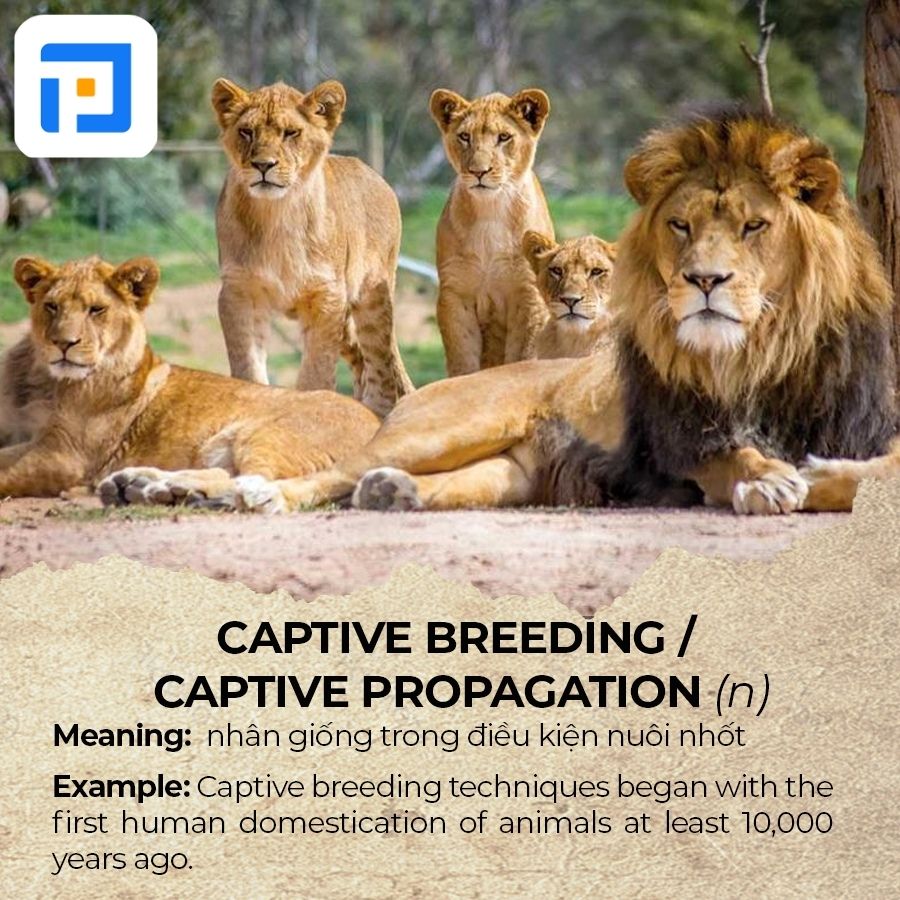 Từ vựng IELTS chủ đề Animals