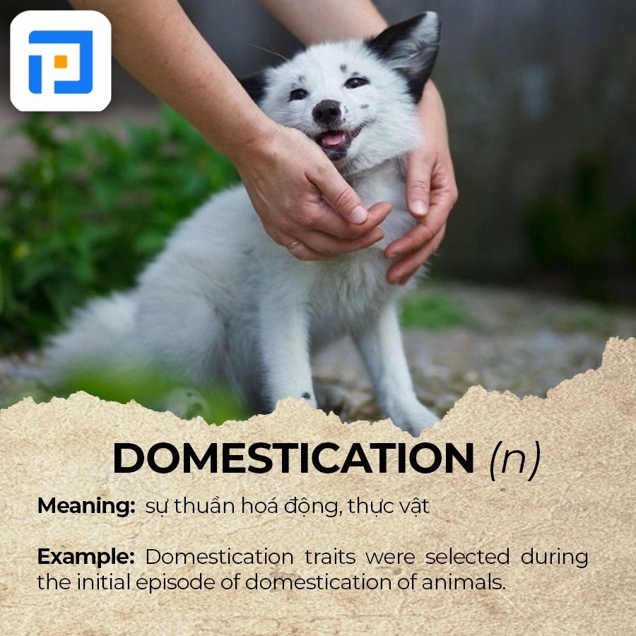 Từ vựng IELTS chủ đề Animals