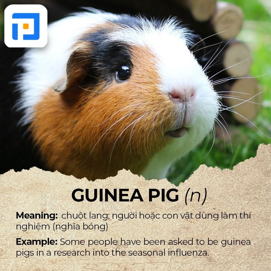 Từ vựng IELTS chủ đề Animals