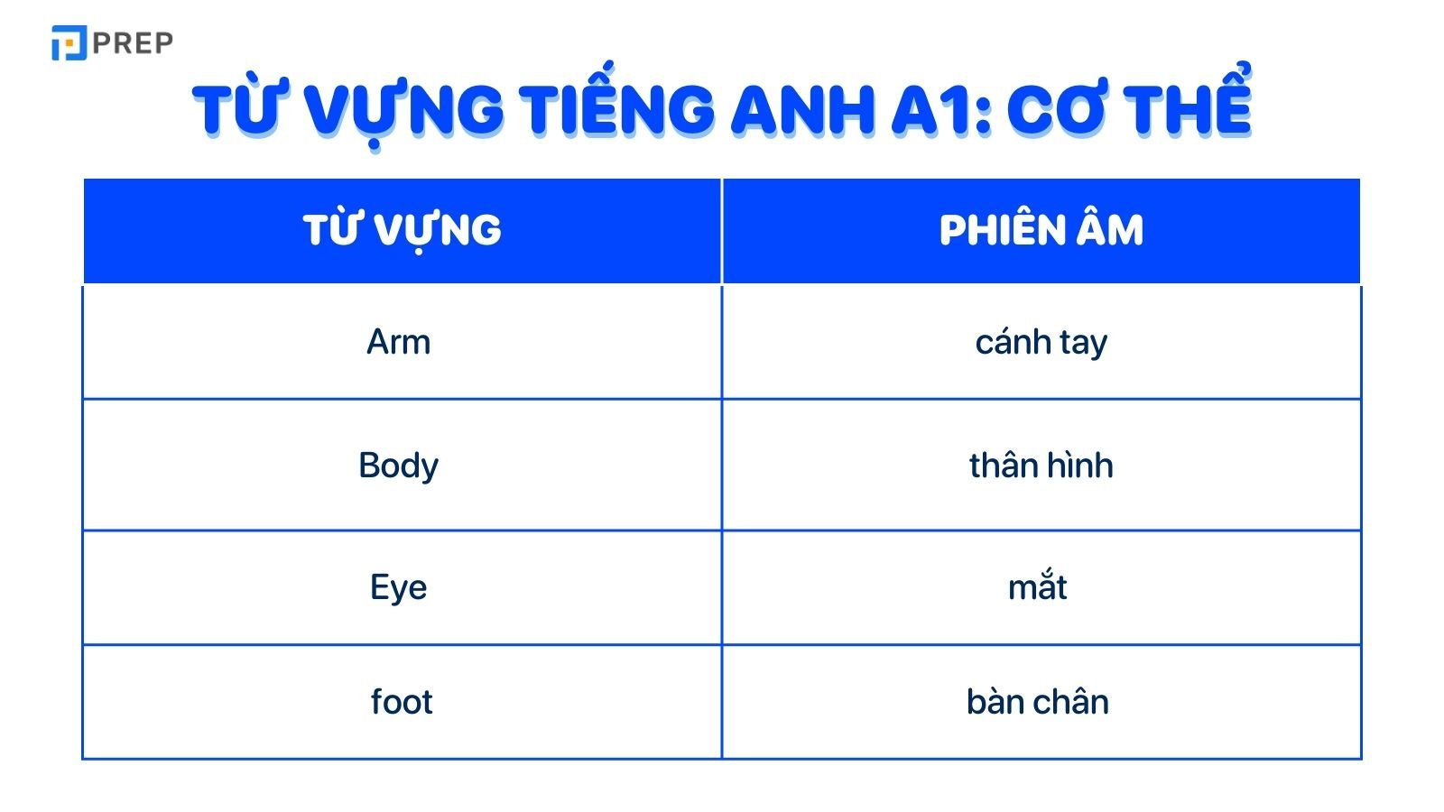 Từ vựng tiếng Anh A1 cơ thể