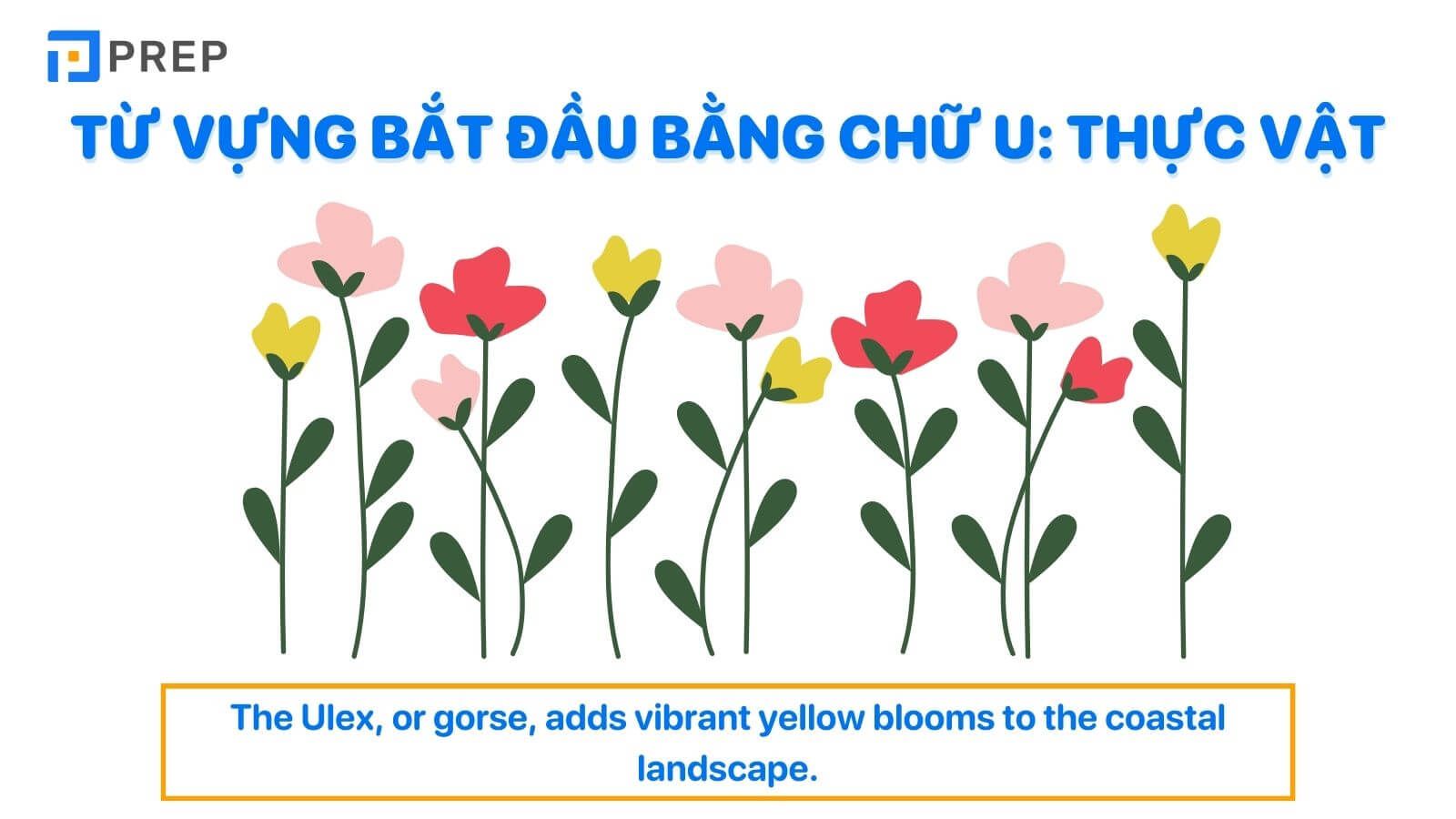 Từ vựng tiếng Anh bắt đầu bằng chữ U