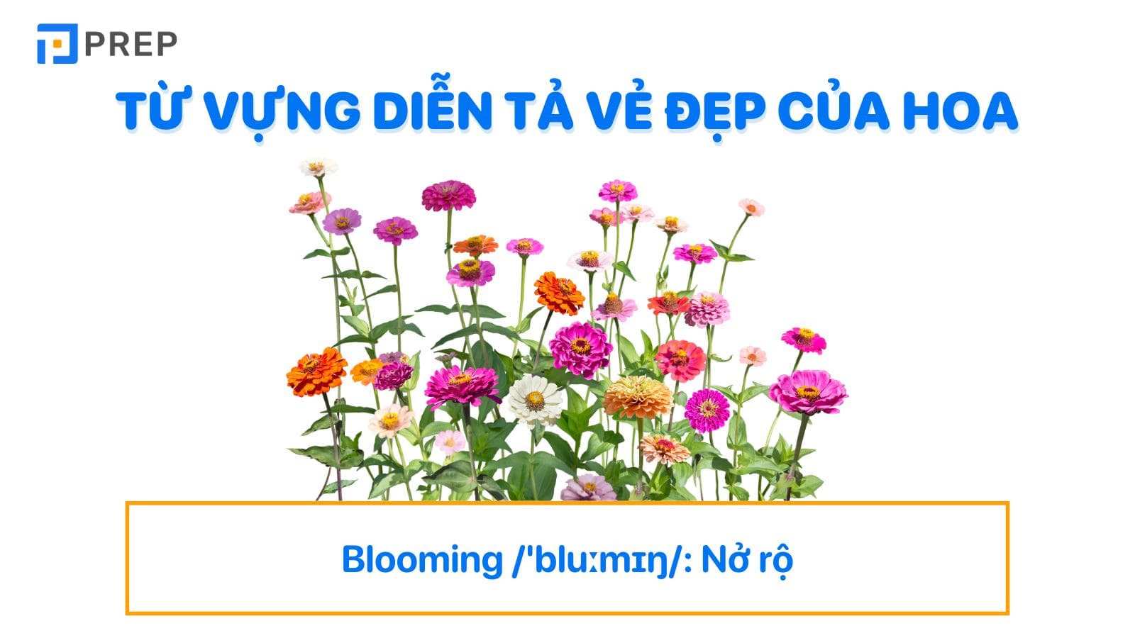 Từ vựng tiếng Anh diễn tả vẻ đẹp của hoa
